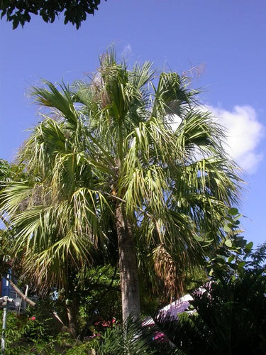 10 Hardy SABAL PALM TREE Cabbage Palmetto Flower Seeds